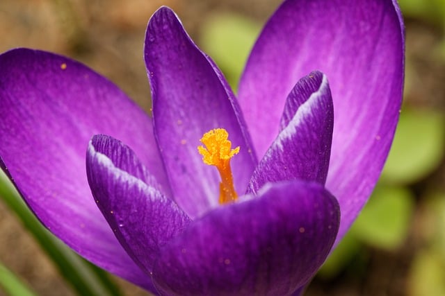 致久违的好友：那片蓝紫色番红花盛放的春日絮语