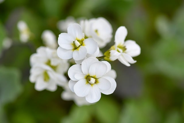 春日清晨窗沿的白花瓣，裹着独属于我的松弛独处时光