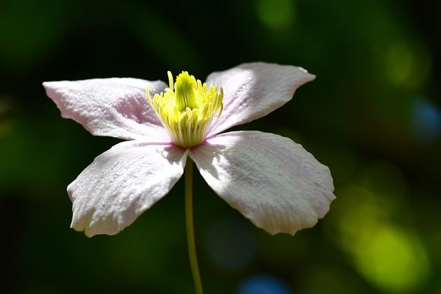 檐下雨痕里的白铁线莲 接住写字楼玻璃的光影线条