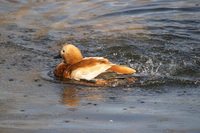 刚在湖边抓拍完 翘鼻麻鸭对着水面梳理羽毛的鲜活瞬间