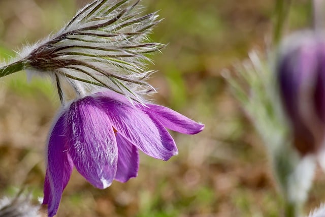 暮春草甸上的白头翁花 牵出家常早食的细碎暖意