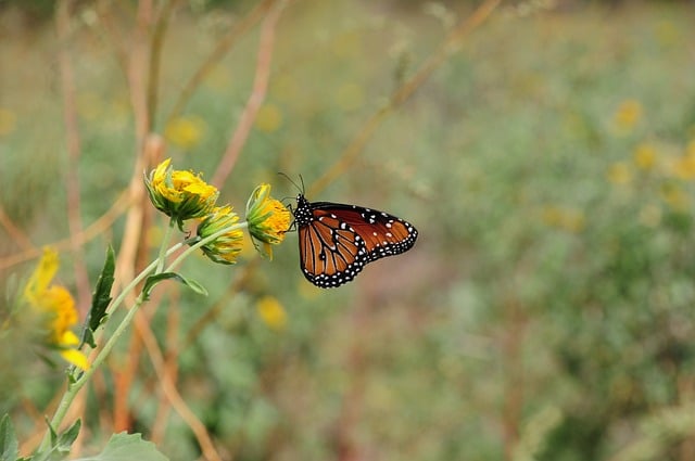入伏午后餐台边的黄菊 撞见帝王蝶停驻的夏日常景