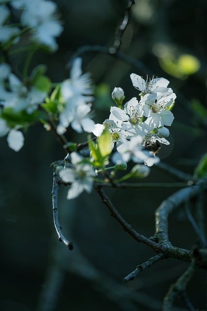 春末清晨的柔白花枝，独享一隅软暖的独处时刻