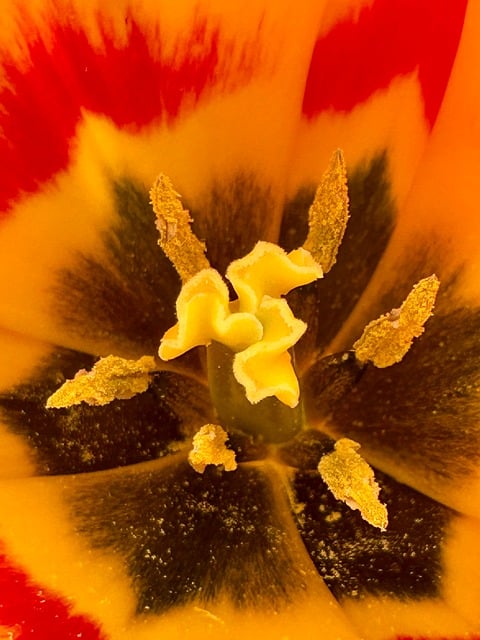 致我的老友：这帧春日郁金香的微距特写，想讲给你听