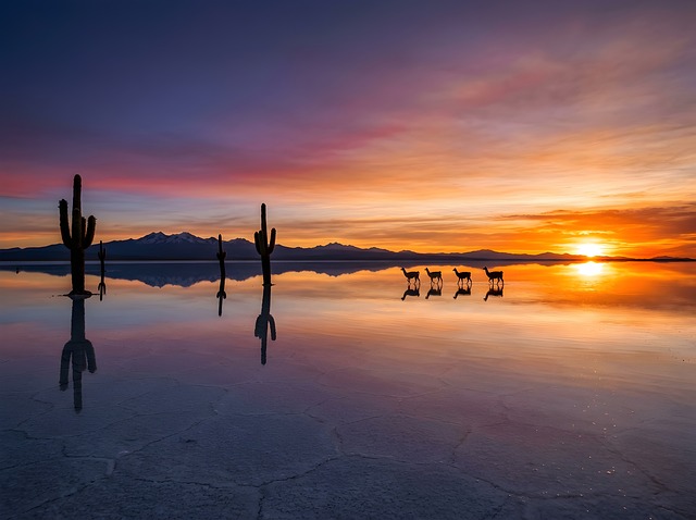 玻利维亚乌尤尼盐原落日：藏在镜面盐湖与生灵的两处小常识