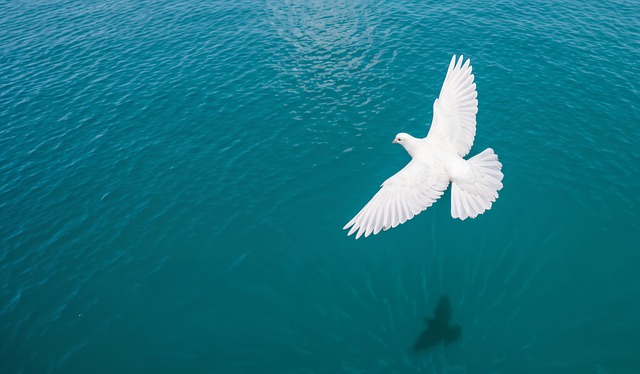 蓝天下白鸽掠过碧海 锈痕里藏着海边旧时光的痕迹