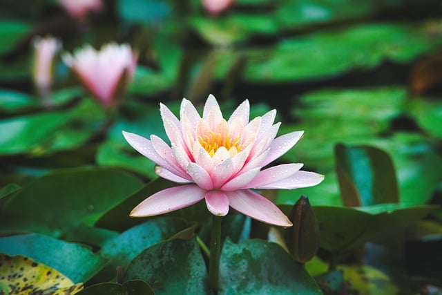 雨后荷塘的雨痕与反光：粉莲嵌在揉皱的水面镜中