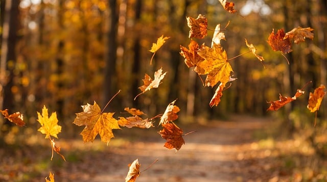 刚才在公园拍的秋日黄昏 落叶蹭过笔记本屏幕的瞬间