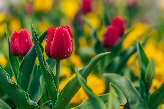 暮色漫过花墙时 独享满簇红黄郁金香的松弛时刻