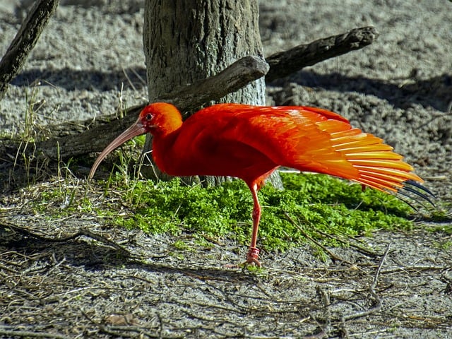 给小棠的近况：上周在动物园撞见了一只红喙彩羽的漂亮禽鸟