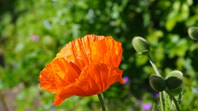 虞美人盛放的夏日午后，伴着清鲜小食的松弛时刻