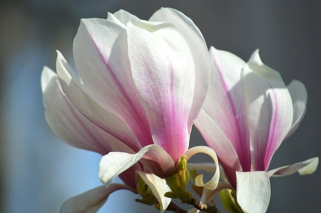 暮色漫过篱边小园，对着粉白玉兰的独处时分