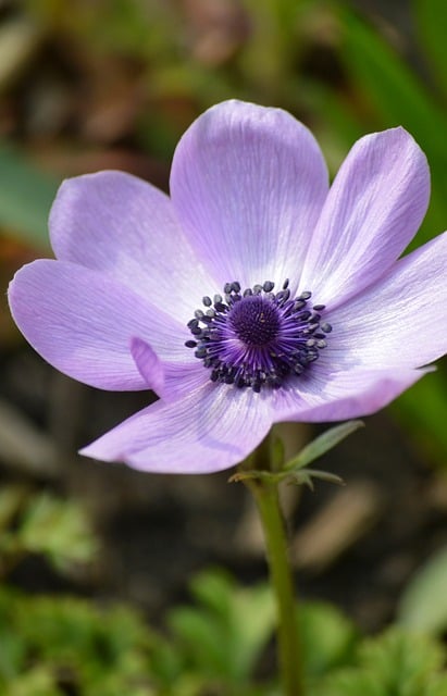 暮色漫过篱园时，半开紫花接住了独处的晚风