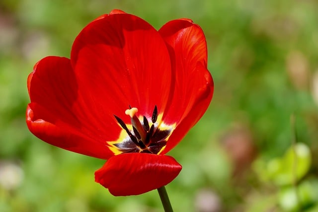 春日窗边餐桌上的红郁金香 轻食里的烟火与暖意