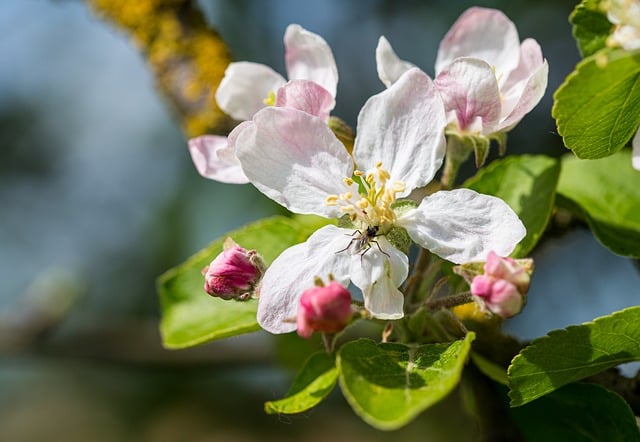 春日苹果花满枝绽放，藏着两处鲜为人知的植物小默契