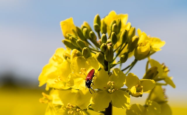 给阿栀的短笺：那日同逛的油菜花田，拍到了停在花上的红甲虫