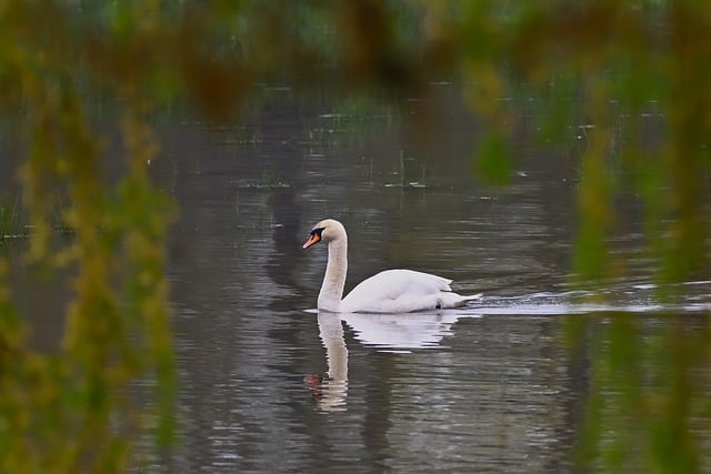 周日晨间公园湖畔：柔柳垂波，黑天鹅静享春日静谧时光