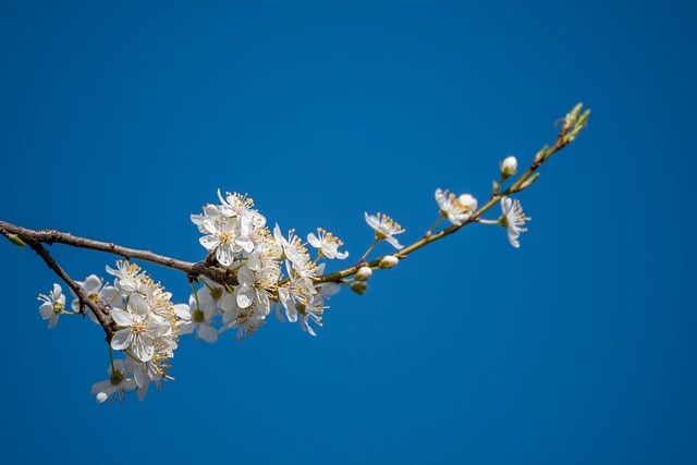 东弗里西亚初春乡野 蜜李花枝缀着澄澈的蓝天