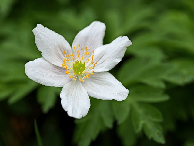 春日郊野闲步蹲身 撞见草缝里缀着晨露的野生银莲花