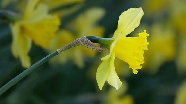 刚蹲在春日花坛边拍完黄水仙 指缝沾着细碎花粉