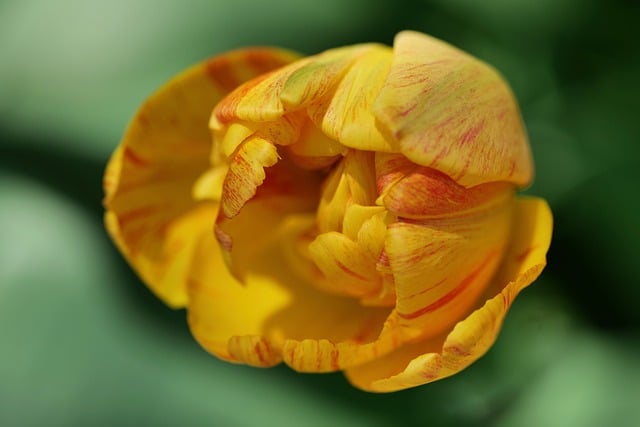 春日躲雨驻足花径，捕捉到的鹅黄郁金香微距细节