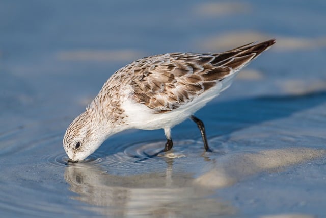 潮间沙岸的小滨鹬：追着浪痕啄食的细碎日常
