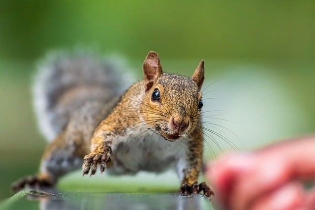 山径林边探爪的松鼠：很久以前那次没敢惊扰的偶遇