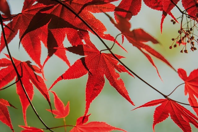 秋晨枫枝：树皮纹路里藏着经年磨蚀的浅淡痕迹