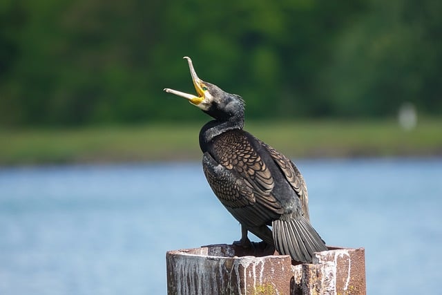 晴日湖岸停栖的鸬鹚 牵起很久以前的湖边旧忆