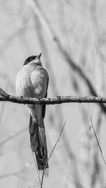 敛翅停驻枝桠的长尾禽：慢观之下捕捉的微距细节
