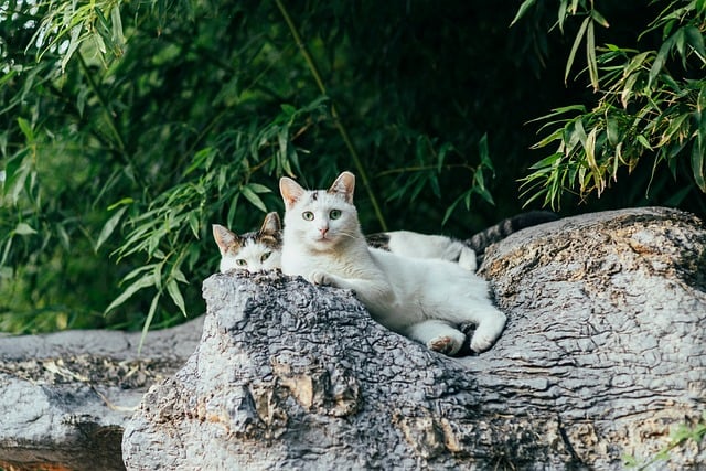 盛夏树荫下的旧木台 两只花猫蜷着时光磨出的痕迹