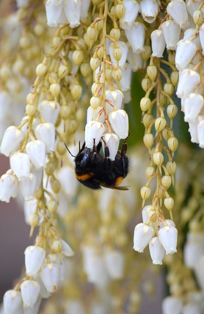 悬垂白花丛间 熊蜂授粉的春日园隅静谧特写