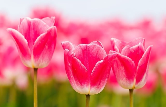 斯凯吉特山谷春日郁金香田：藏着两则实用的种植小常识