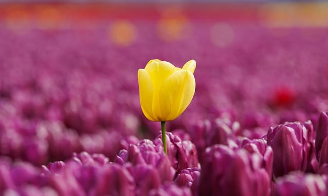 写给上周爽约春日踏春的好友的郊外花田手札