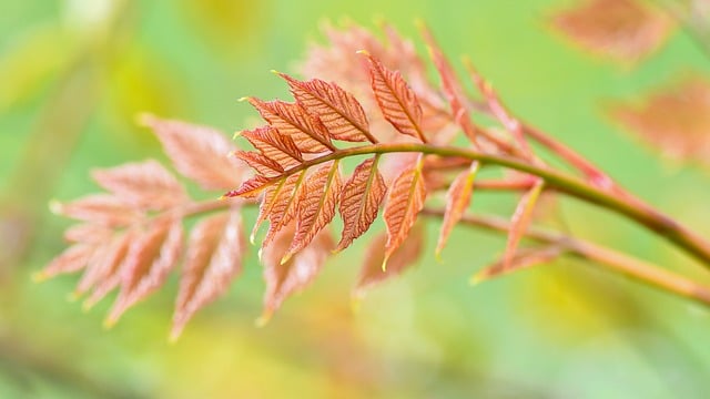 藏在春芽里的细碎常识：带铜色边缘的新生绿叶