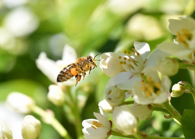 致好友的春日便签：檐下蜂影里藏着未赴的花约