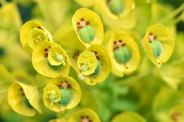 微距镜头下的大戟花簇：鲜黄与嫩绿交织的自然细节
