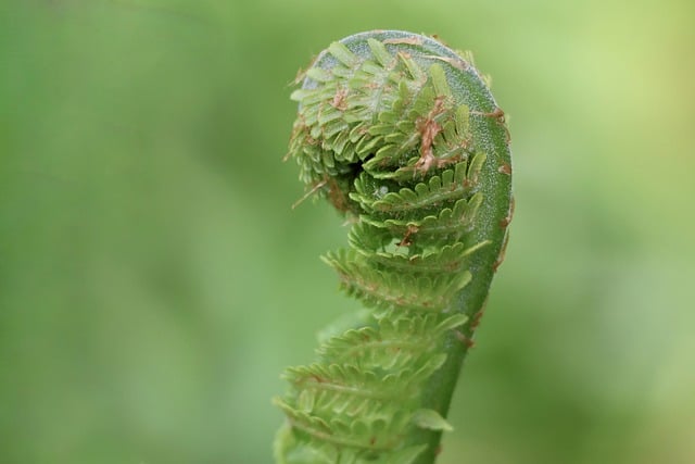微距镜头下的蕨芽：螺旋线条裹着春日细碎光影