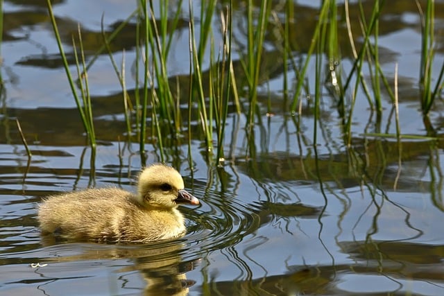 蹲守塘岸片刻 捕捉野雁雏鸟啄食理羽的细微时刻