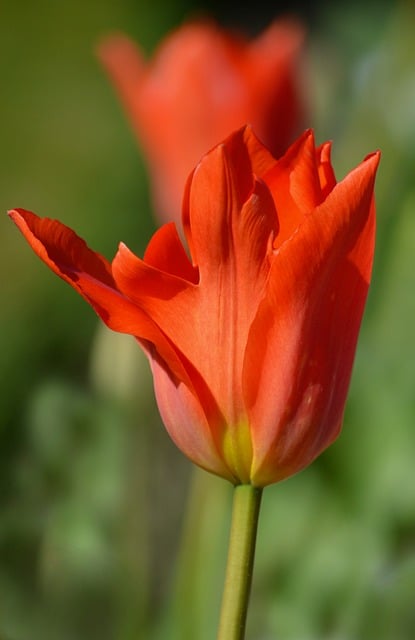 很久前院角的红郁金香，藏着春日傍晚的软暖余温