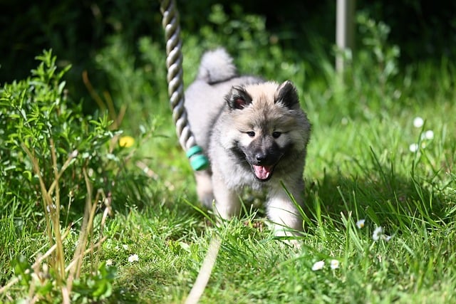 晴日绿茵里的绒毛幼犬，牵起很久以前的夏日旧忆