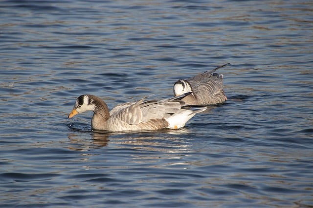 午后湖畔闲游小记：斑头雁的小标记与鹅颈墨壶的巧思