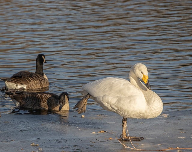 冰面皲裂纹藏着岁时痕迹，野天鹅静守冬日旧时光
