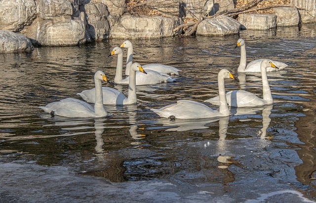 冬日冰河上的天鹅群：两处藏在羽毛与喙间的小常识