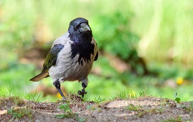 夏日正午草坡上的乌鸦侧影 牵出攒了许久的旧回忆