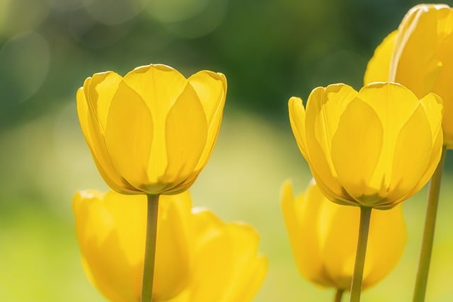 致邻市的阿栀：今早拍到社区花园的黄郁金香，洗好照片寄给你