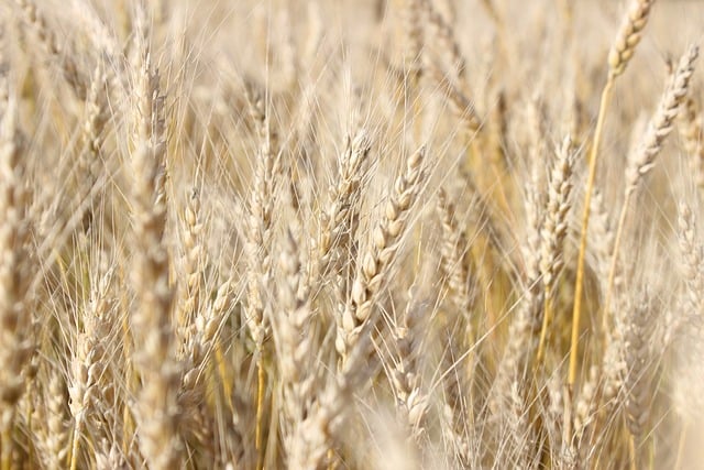 夏收麦田的线条与光影：乡野肌理里藏着城市的秩序密码