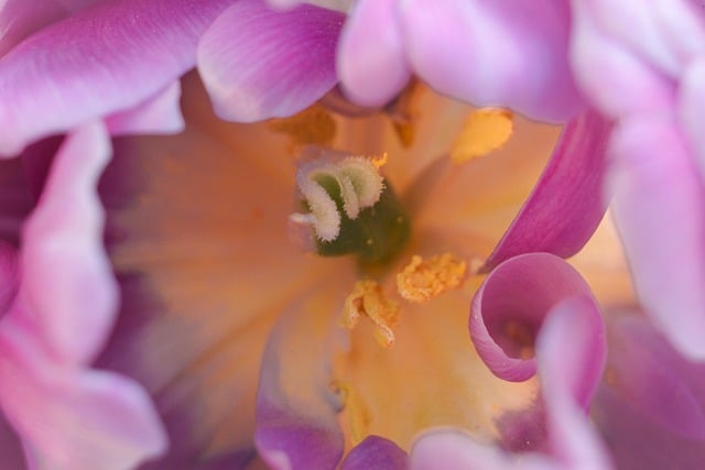 暮色初临的窗边，独赏粉郁金香的细腻温柔肌理