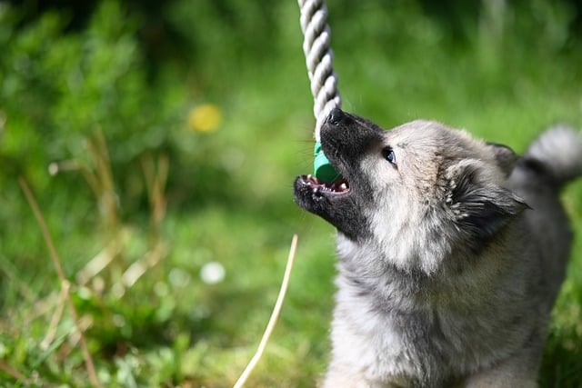 暮春晴日郊野草坪 幼犬拔河嬉戏的松弛午后