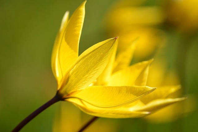 林隙下的野生黄郁金香：蹲守片刻撞见的春日柔姿